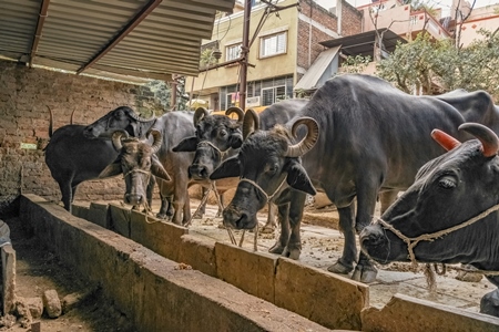 Farmed Indian buffaloes tied up in the street on an urban buffalo dairy farm, Pune, India, 2017