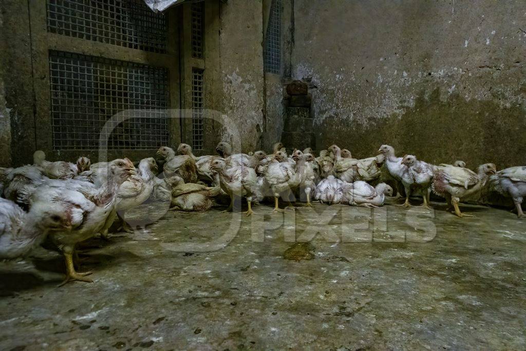 Indian broiler chickens inside a dark and dirty room at the chicken meat market inside New Market, Kolkata, India, 2022