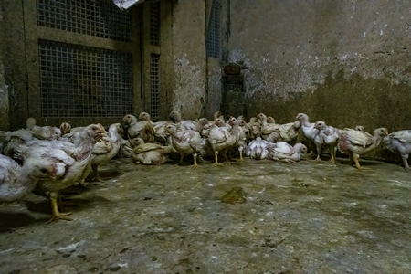 Indian broiler chickens inside a dark and dirty room at the chicken meat market inside New Market, Kolkata, India, 2022