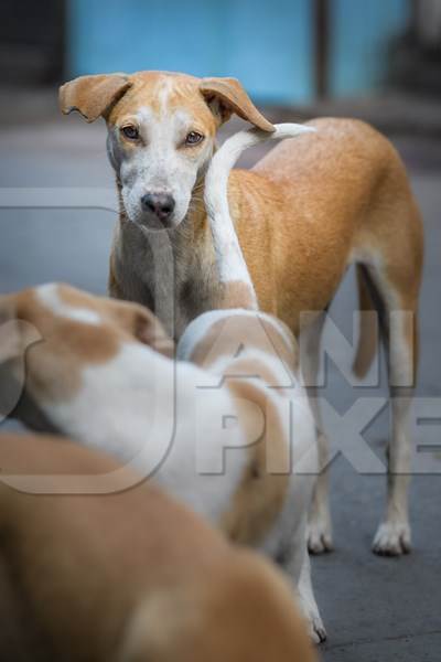 Indian stray or street pariah dogs on road in urban city of Pune, Maharashtra, India, 2021
