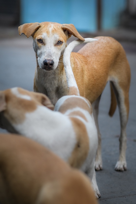Indian stray or street pariah dogs on road in urban city of Pune, Maharashtra, India, 2021