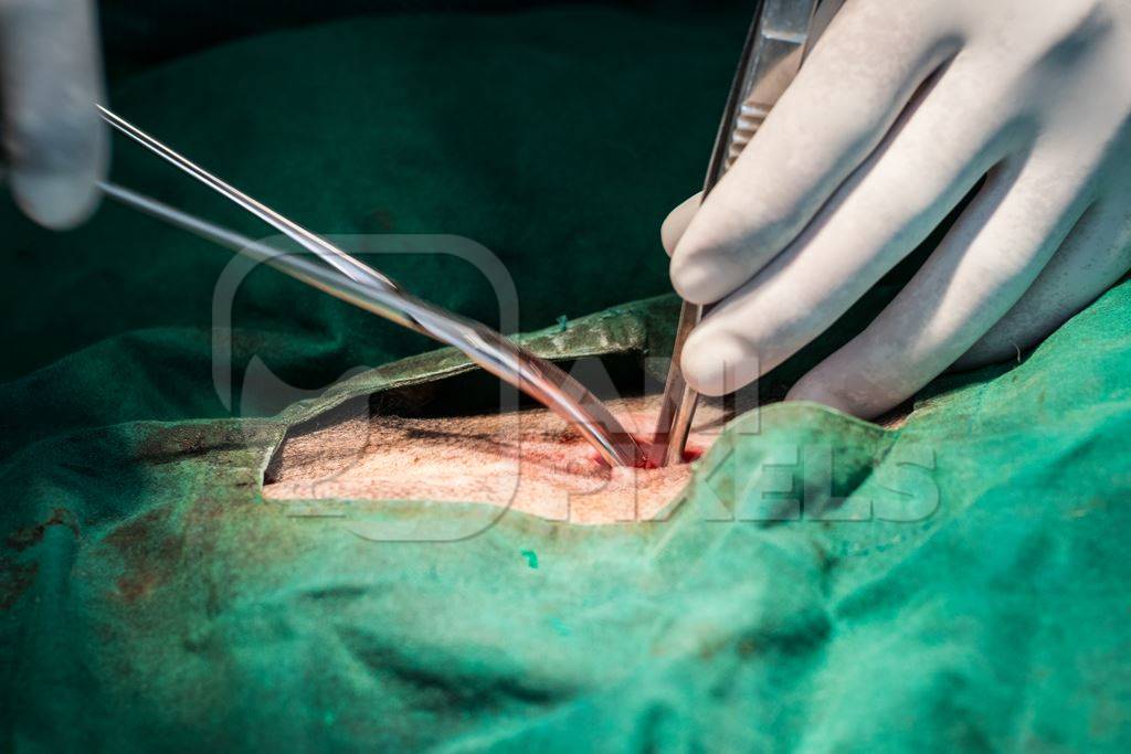 Street dog undergoing sterilisation operation in surgery