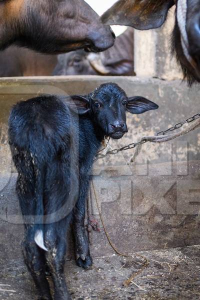 Farmed Indian buffalo calf on an urban dairy farm or tabela, Aarey milk colony, Mumbai, India, 2023