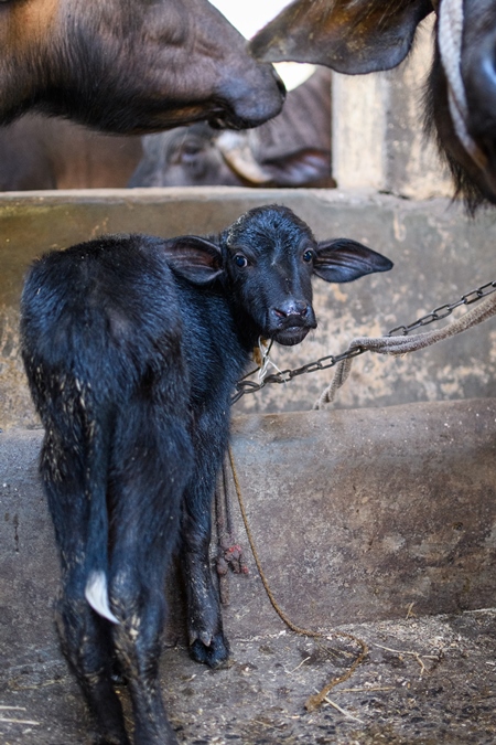 Farmed Indian buffalo calf on an urban dairy farm or tabela, Aarey milk colony, Mumbai, India, 2023
