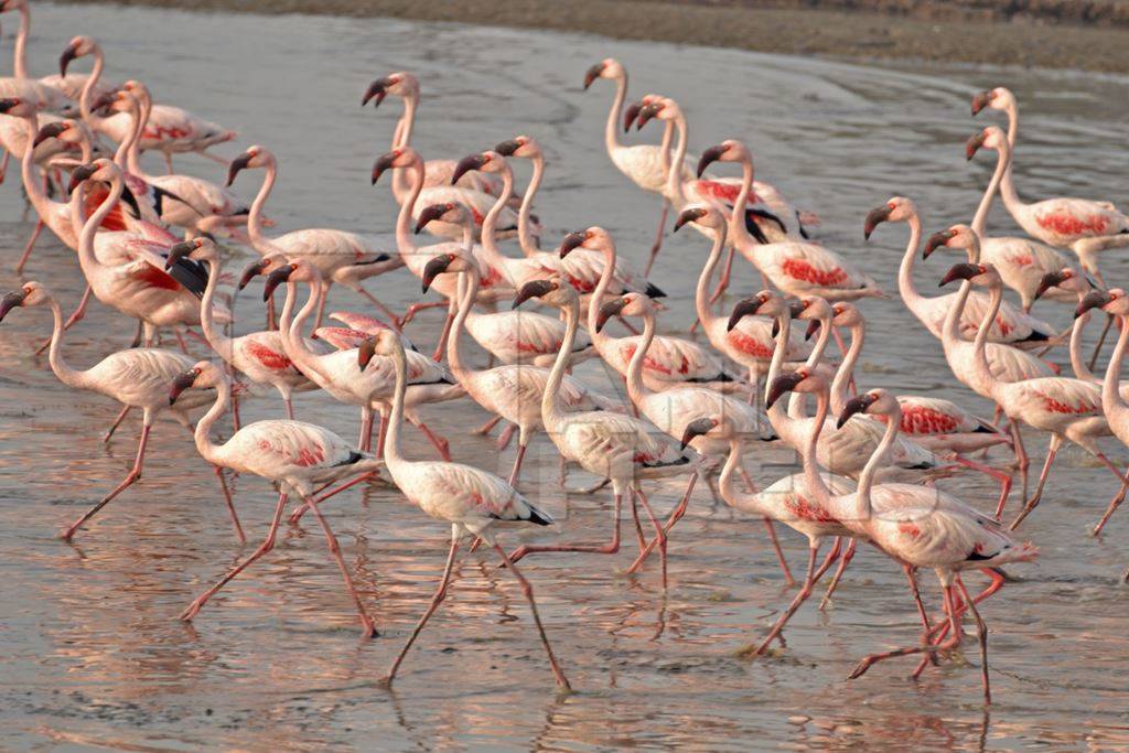 Flock of lesser flamingoes in the water