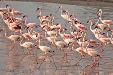 Flock of lesser flamingoes in the water