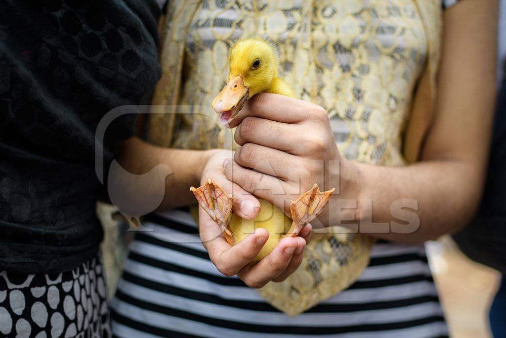 Duckling or baby duck held up at Galiff Street pet market, Kolkata, India, 2022