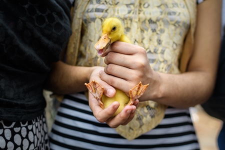 Duckling or baby duck held up at Galiff Street pet market, Kolkata, India, 2022