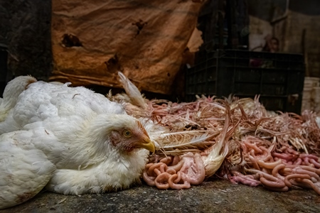 A chicken sits alongside parts of dead chickens at the chicken meat market inside New Market, Kolkata, India, 2022