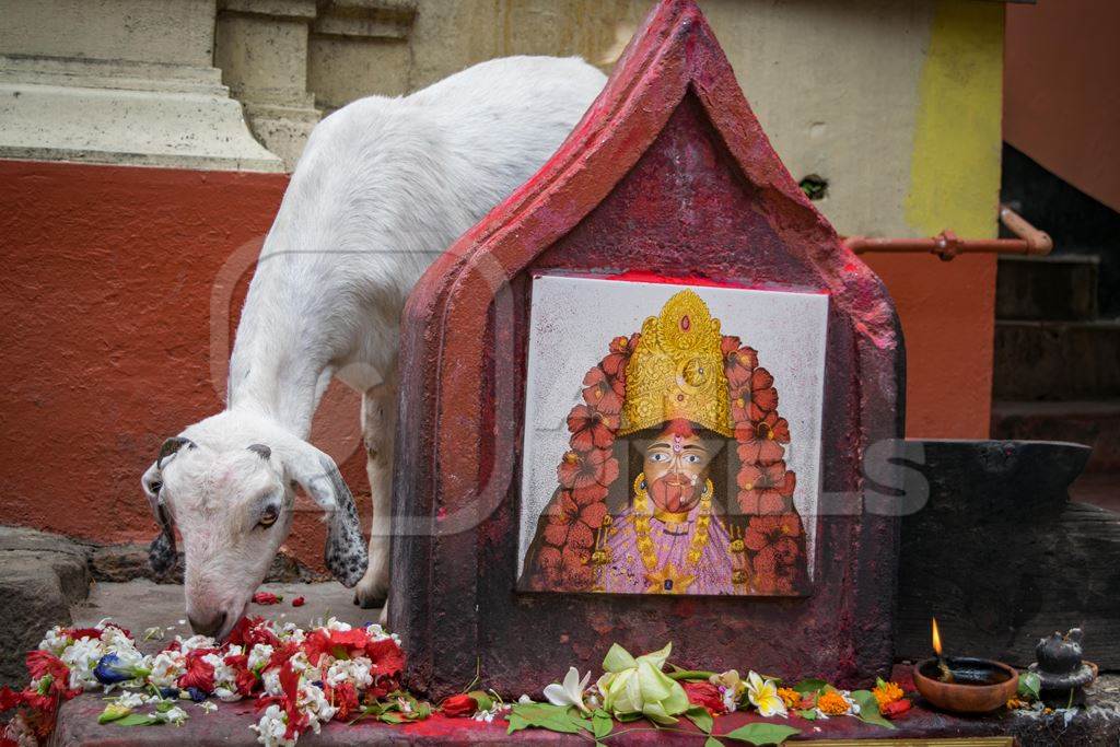 Indian goat at Kamakhya temple, location for animal sacrifice, Guwahati, India, 2018