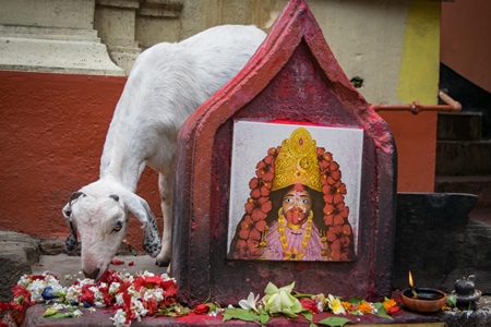 Indian goat at Kamakhya temple, location for animal sacrifice, Guwahati, India, 2018