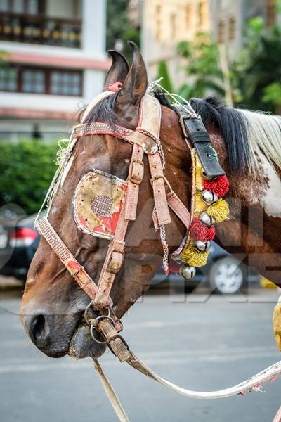 Brown and white horse used for carriage rides in Mumbai