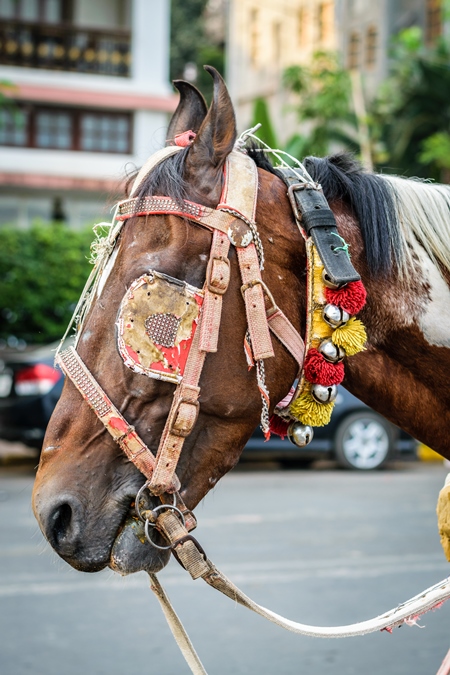 Brown and white horse used for carriage rides in Mumbai