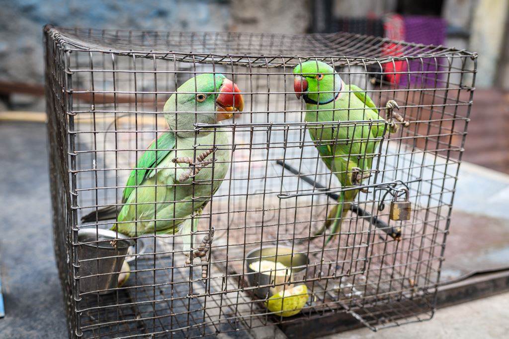 Green Indian Rose Ringed parakeet and Alexandrine parakeet birds held captive illegally in metal cage - see description below, Pune, Maharashtra, 2023