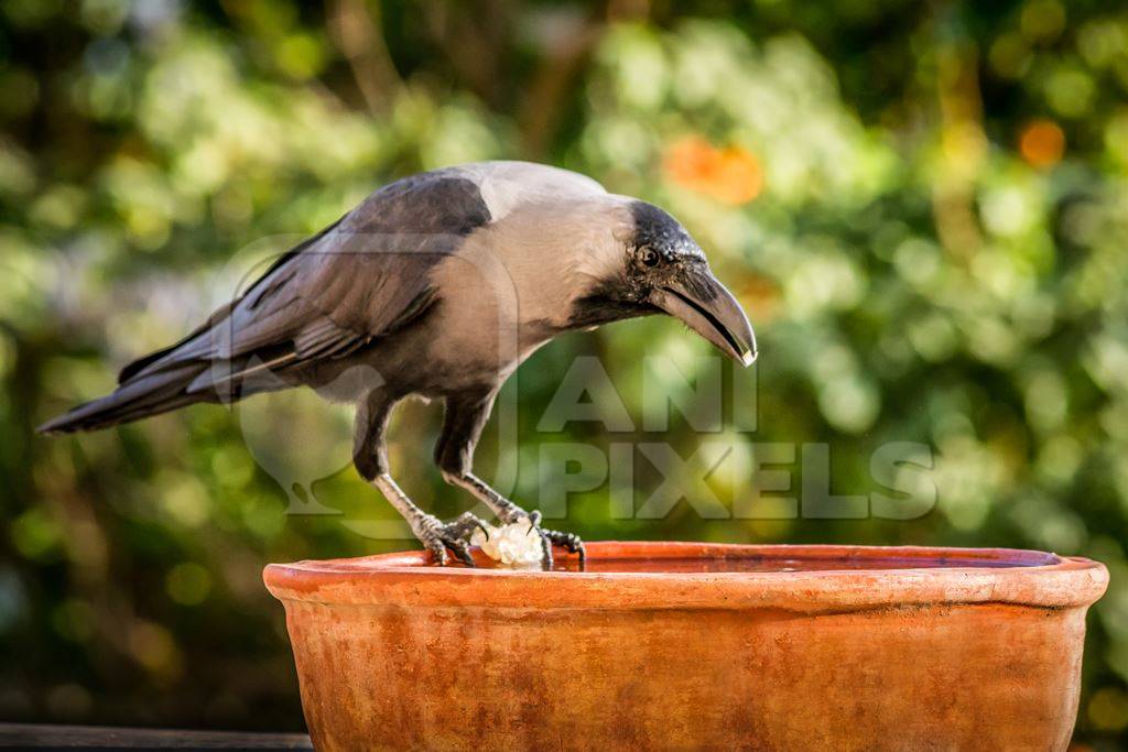 Thirsty crow drinking from water bowl in city in India with green background