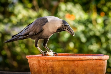 Thirsty crow drinking from water bowl in city in India with green background