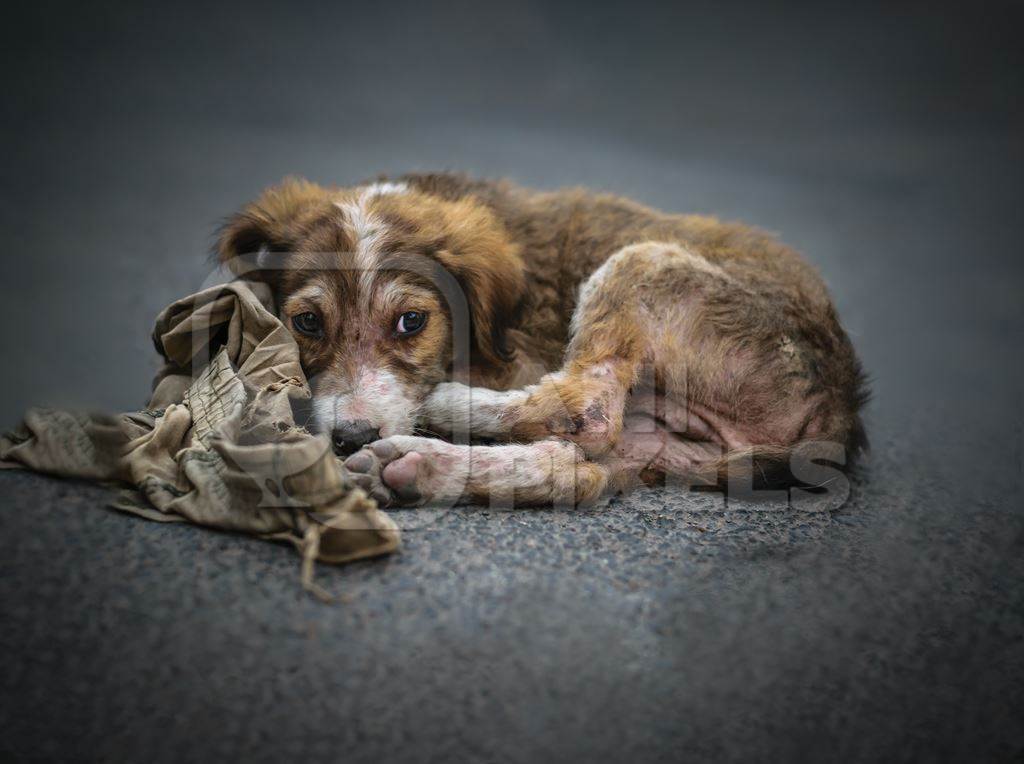 Stray sad sick street puppy dog on road