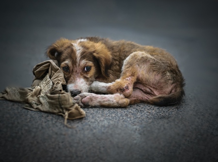 Stray sad sick street puppy dog on road