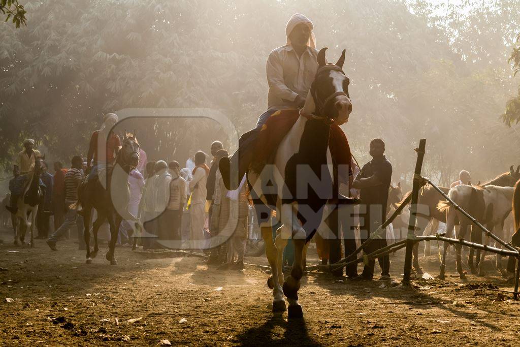 Horse in a horse race at Sonepur cattle fair with spectators watching