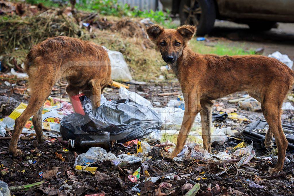 Indian stray or street dogs eating from waste or garbage dump in urban city of Pune, India