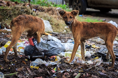 Indian stray or street dogs eating from waste or garbage dump in urban city of Pune, India