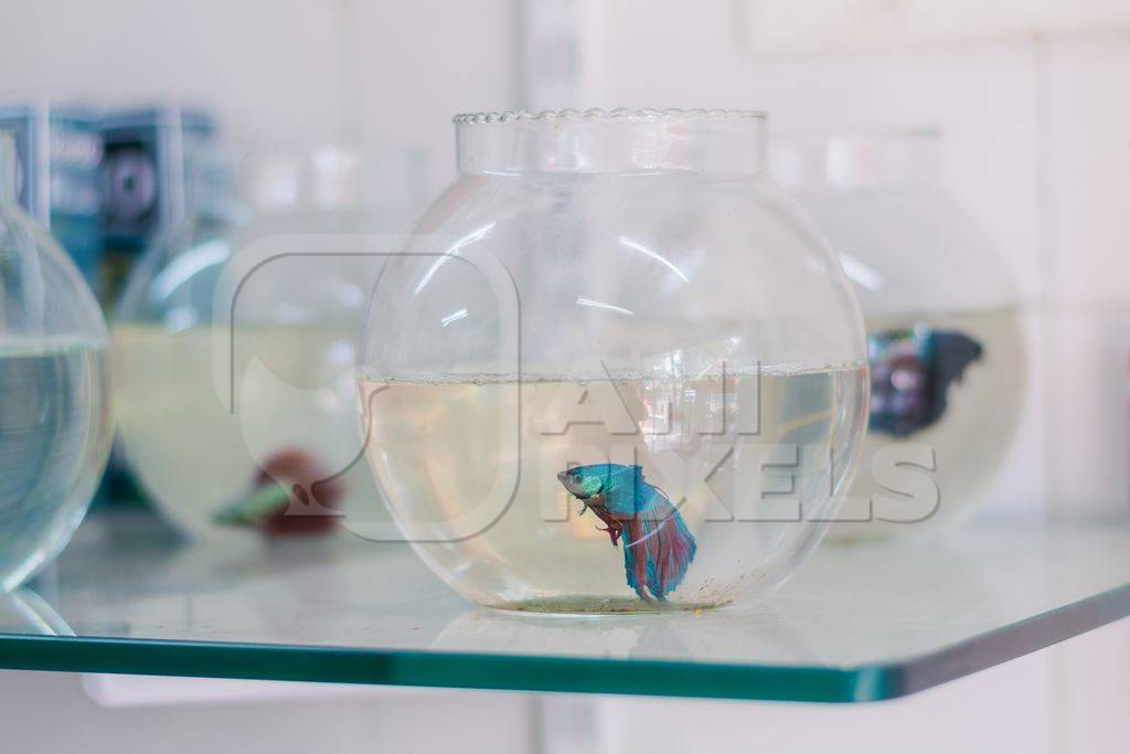 Many blue siamese fighting fish or betta fish captive in fish bowls on sale as pets at a pet shop in a city in Maharashtra, 2020