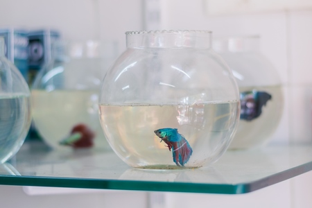 Many blue siamese fighting fish or betta fish captive in fish bowls on sale as pets at a pet shop in a city in Maharashtra, 2020