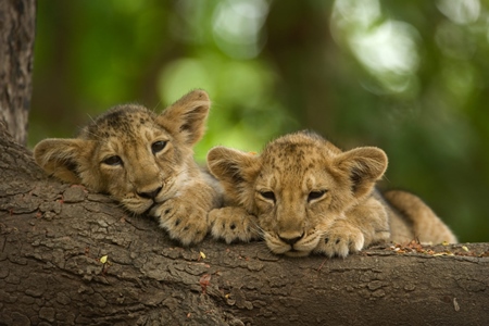 Asiatic lion cubs in Gir National Park