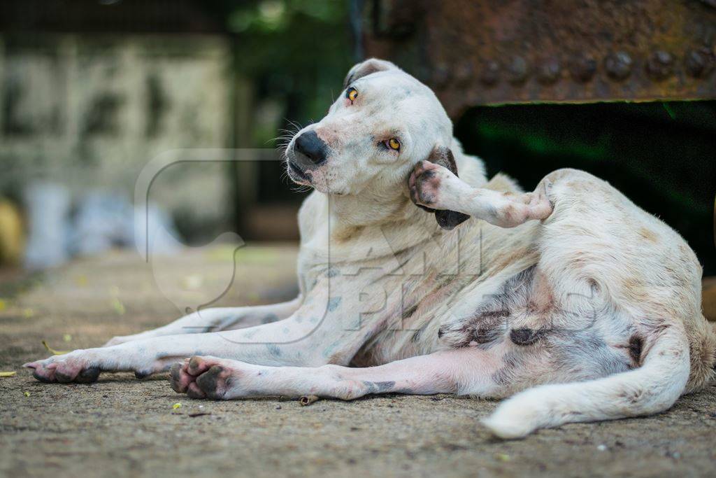 White stray street dog lying on street