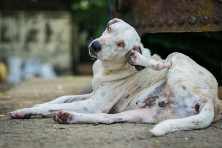 White stray street dog lying on street