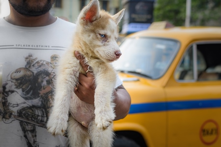 Pedigree or breed puppy dogs held up by dog sellers on the street at Galiff Street pet market, Kolkata, India, 2022