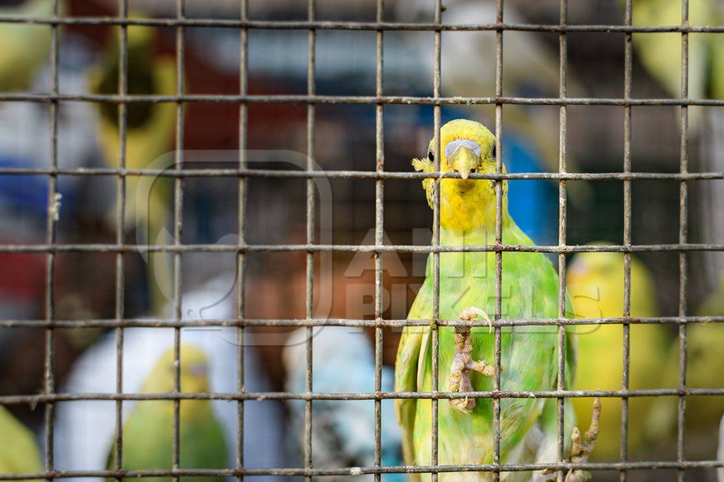 Caged budgerigar birds on sale in the pet trade by bird sellers at Galiff Street pet market, Kolkata, India, 2022