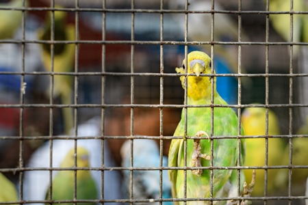 Caged budgerigar birds on sale in the pet trade by bird sellers at Galiff Street pet market, Kolkata, India, 2022