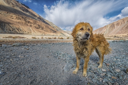Fluffy stray dog in the mountains of Ladakh with scenic background in the Himalayas