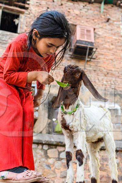 Indian girl feeding goat on a street in Delhi, India, 2023