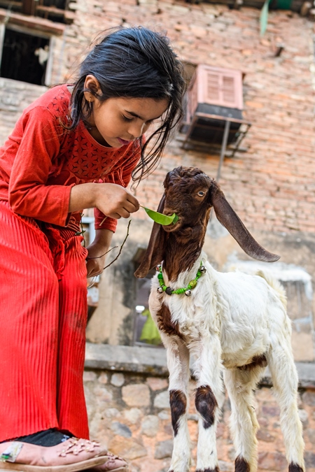 Indian girl feeding goat on a street in Delhi, India, 2023