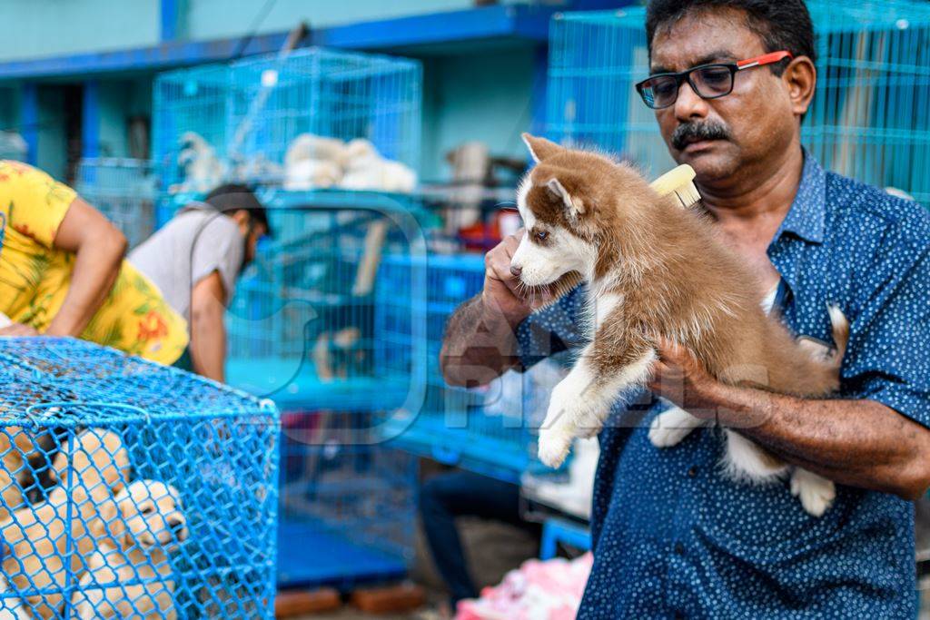 A dog seller combs pedigree or breed puppy dogs on sale at Galiff Street pet market, Kolkata, India, 2022