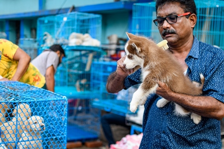 A dog seller combs pedigree or breed puppy dogs on sale at Galiff Street pet market, Kolkata, India, 2022
