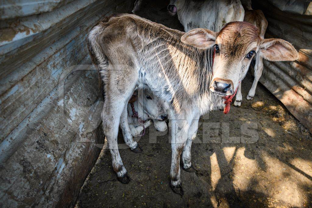 Small Indian dairy cow calves tied up in the street near Ghazipur Dairy Farm, Delhi, India, 2022