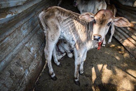 Small Indian dairy cow calves tied up in the street near Ghazipur Dairy Farm, Delhi, India, 2022