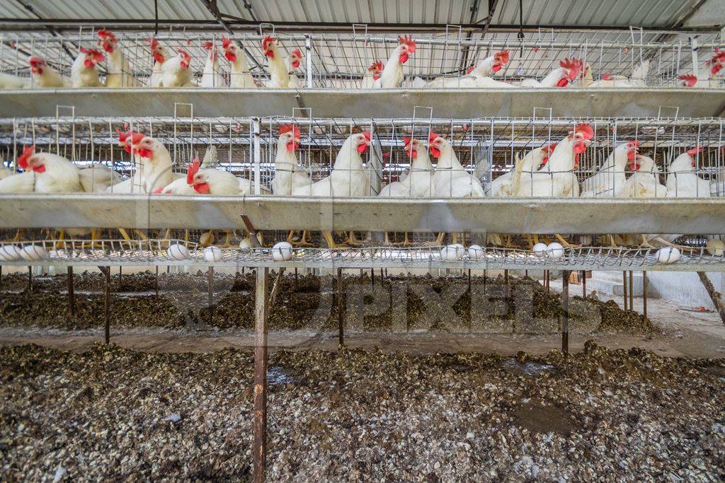 Manure pits underneath hundreds of layer hens or chickens in battery cages on a poultry layer farm or egg farm in rural Maharashtra, India, 2021
