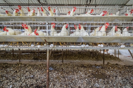 Manure pits underneath hundreds of layer hens or chickens in battery cages on a poultry layer farm or egg farm in rural Maharashtra, India, 2021