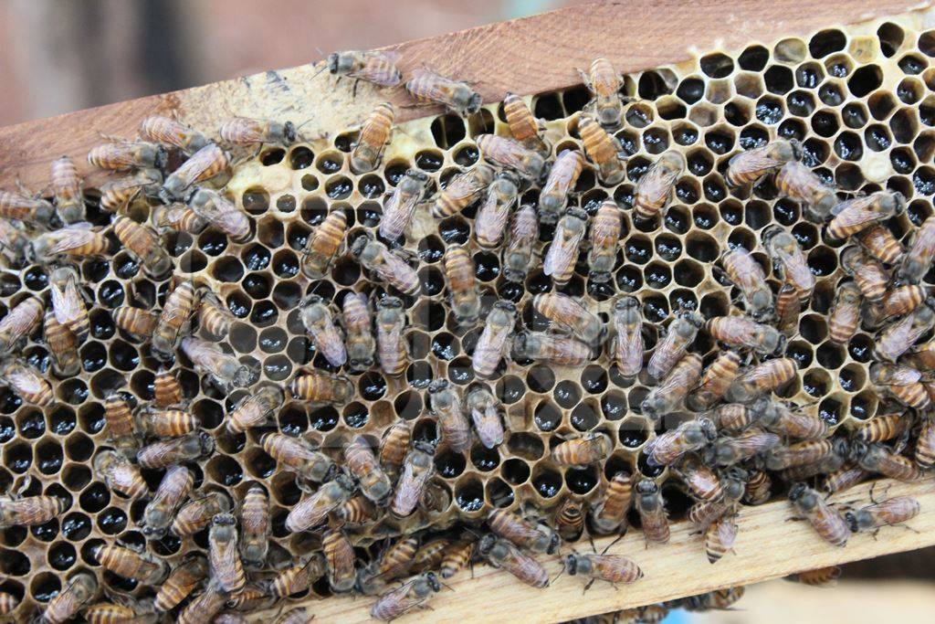 Close up of honey bees in bee hive