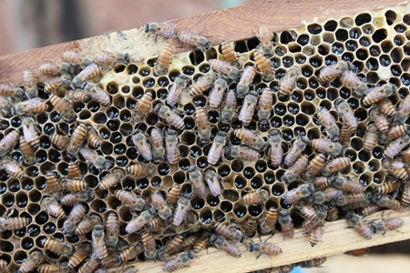 Close up of honey bees in bee hive