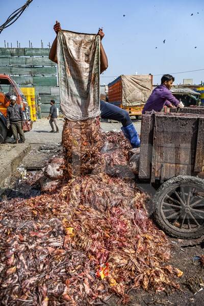 Worker emptying sack of Indian chicken waste at Ghazipur murga mandi, Ghazipur, Delhi, India, 2022