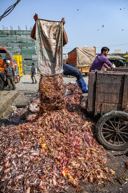 Worker emptying sack of Indian chicken waste at Ghazipur murga mandi, Ghazipur, Delhi, India, 2022