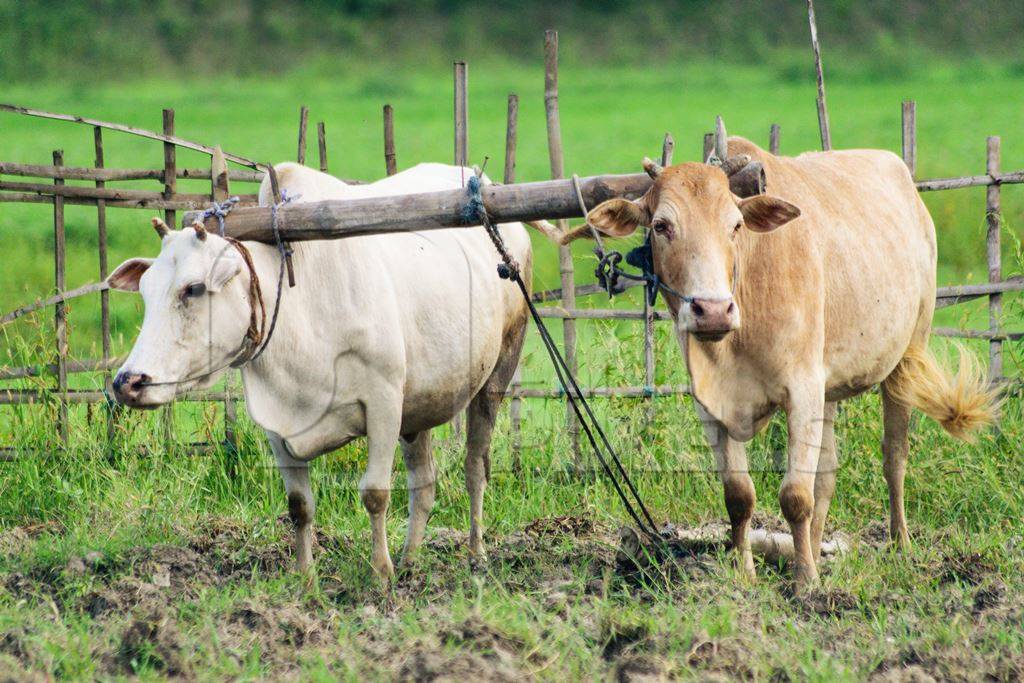 Two working bullocks in harness pulling plough  with farmer in Assam