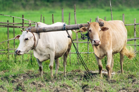 Two working bullocks in harness pulling plough  with farmer in Assam