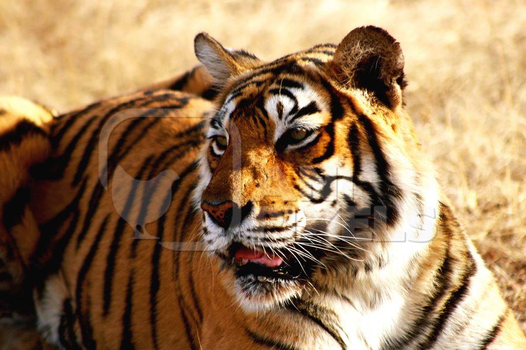 Close up of orange Bengal tiger