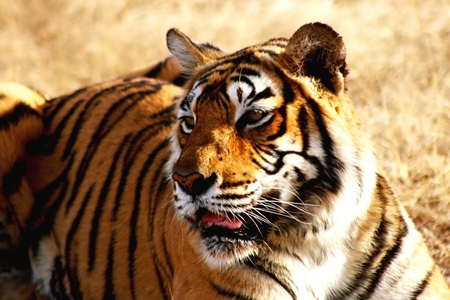 Close up of orange Bengal tiger